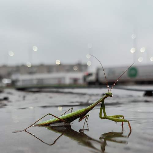 Photo #7472257