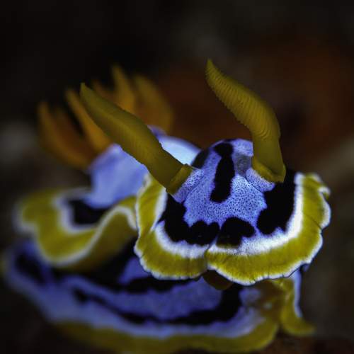 Photo #7472261