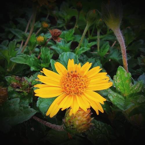 Mini sunflower