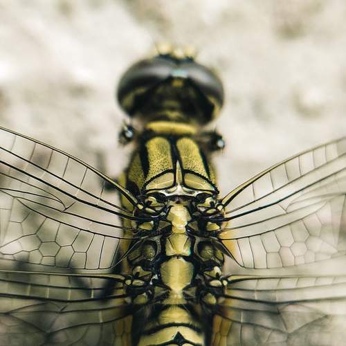 Photo #7473442