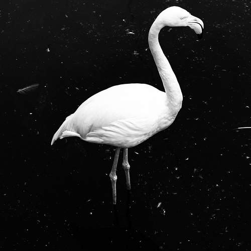 Greater flamingo