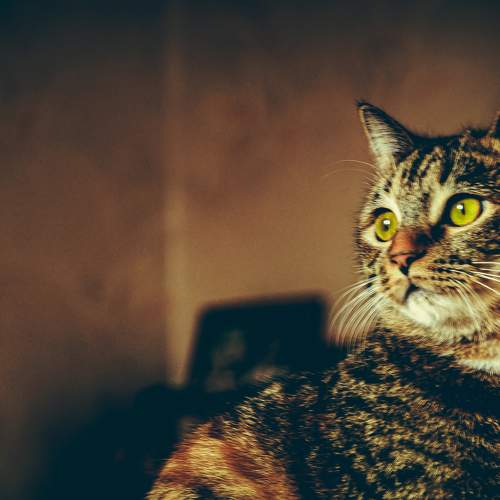 Photo #7474111
