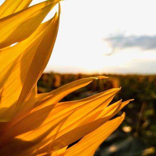 Photo #7475327
