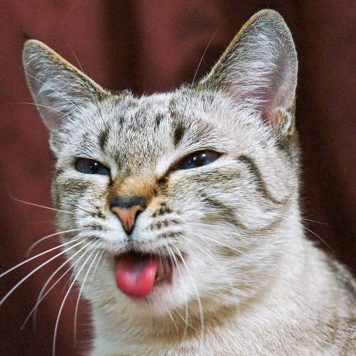 Photo #7475339
