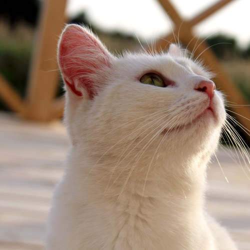 Photo #7475351