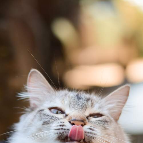 Photo #7475612