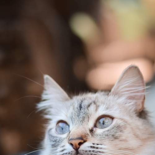 Photo #7475615