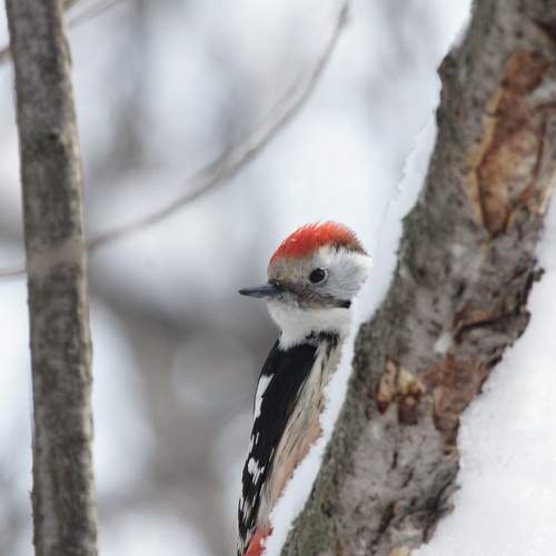 Photo #7475672