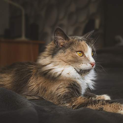 Photo #7475920
