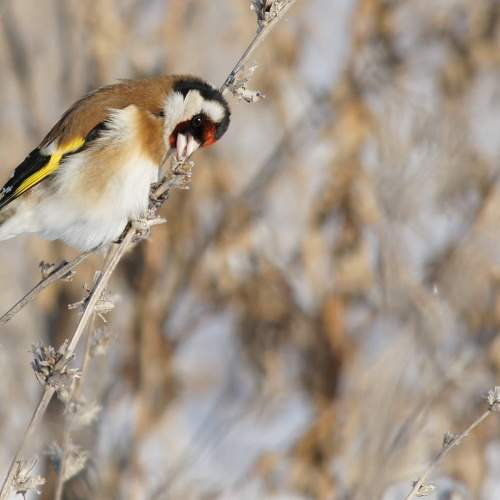 Photo #7475996