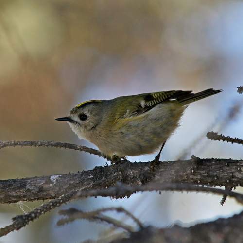 Photo #7476457