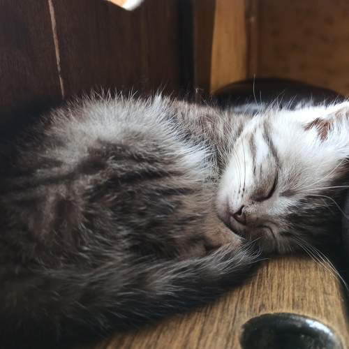 Photo #7477521
