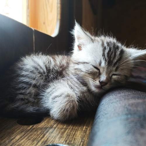 Photo #7477538