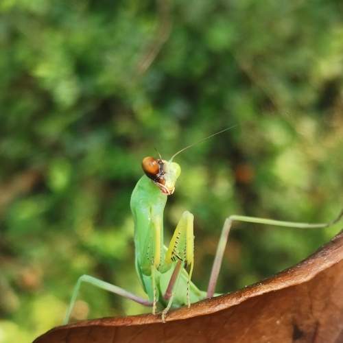 Mantis