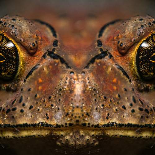 Asian Toad