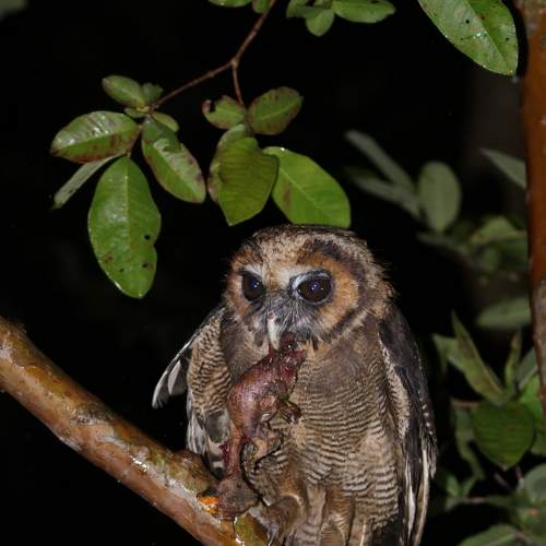 Photo #7479297