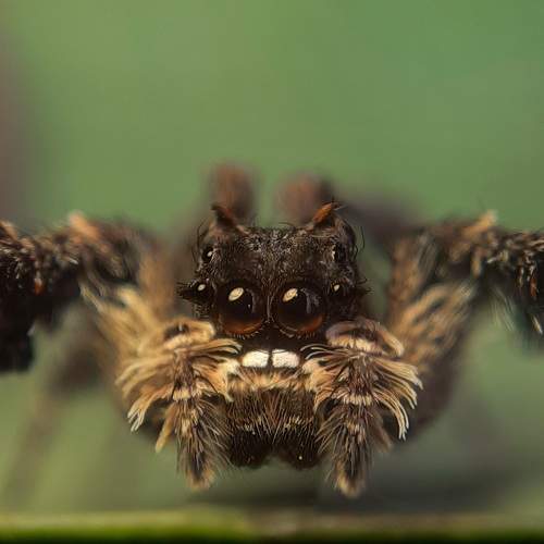 Macro photography
