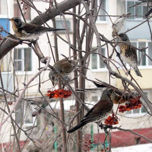 Дрозды рябинники
