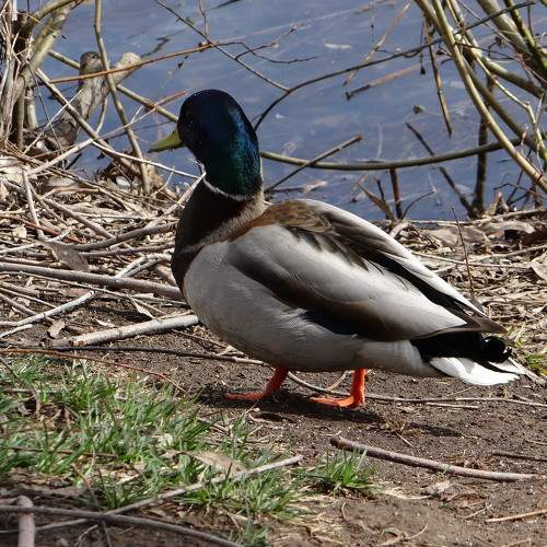 Photo #7480271