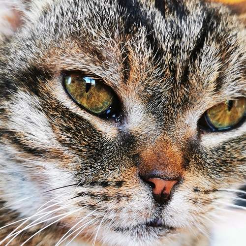 Photo #7480992