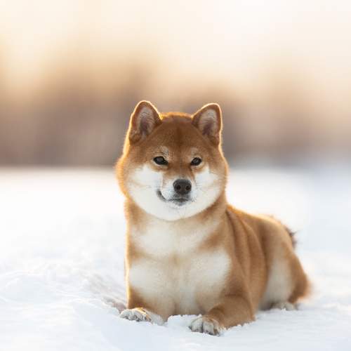 Photo #7481113