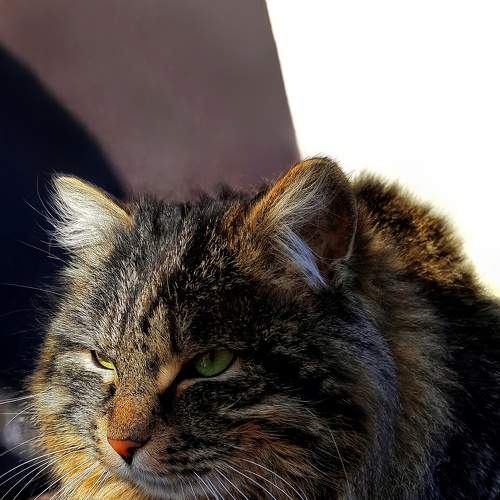 Photo #7481246