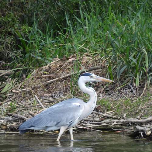 Photo #7481426
