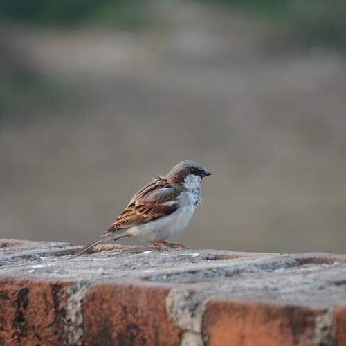 Photo #7481611