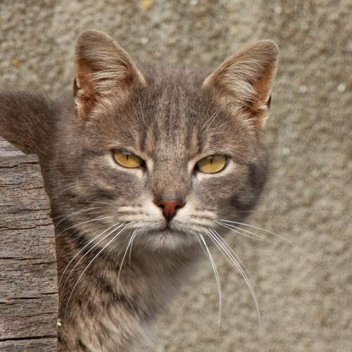 Photo #7481802