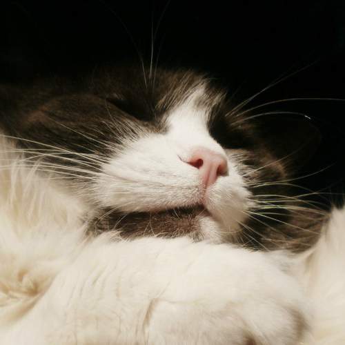 Photo #7482054