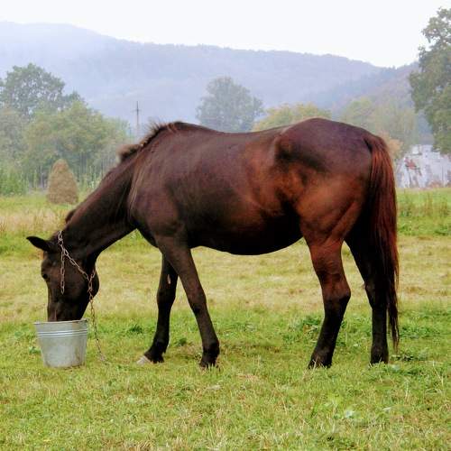 Photo #7482065