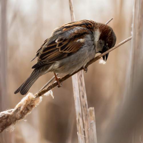 Birds emotional lives are as complicated as ours