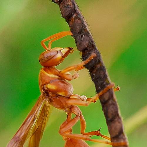 Photo #7482492
