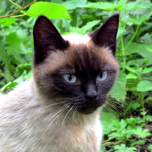 Photo #7483069