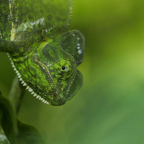INDIAN CHAMELEON