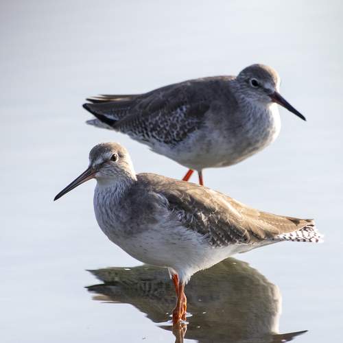 Common Redshank