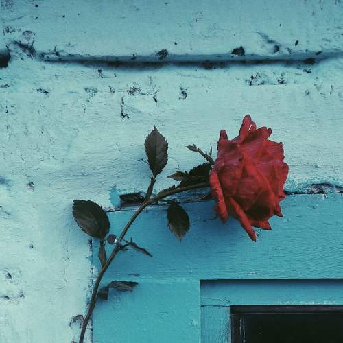 Photo #7483660