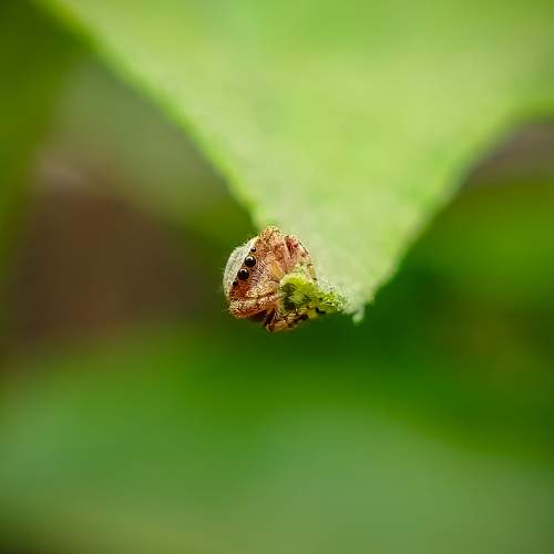 Little spider..