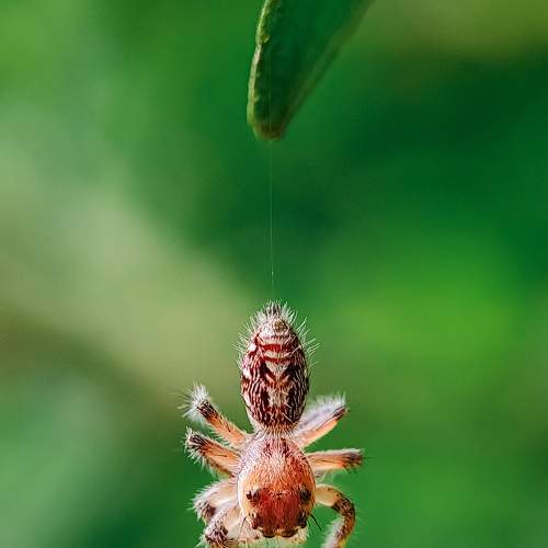 Photo #7484695