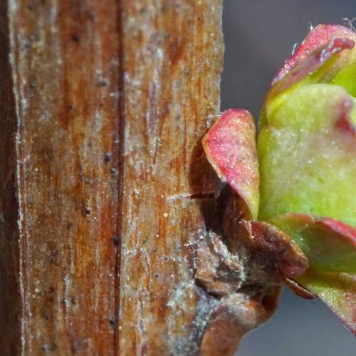 Photo #7485904