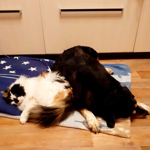 Photo #7486226