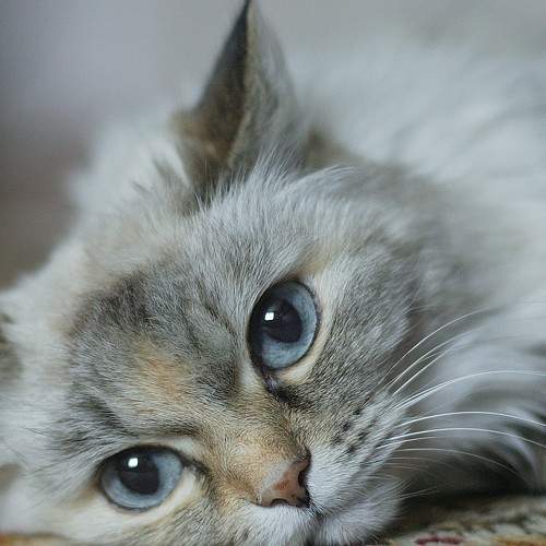 Photo #7486786