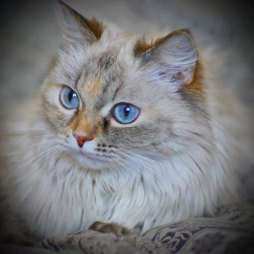голубоглазая (Blue eyes)