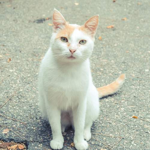Photo #7487013
