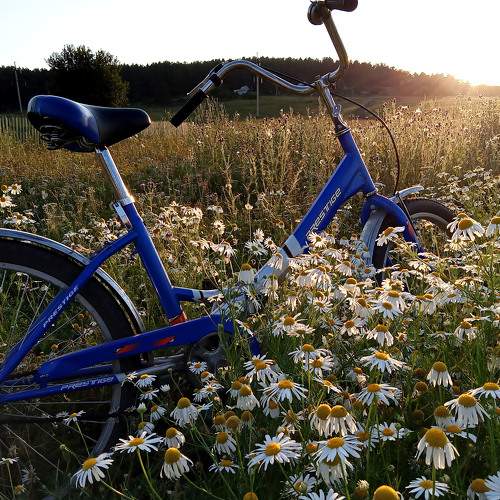 Photo #7487085
