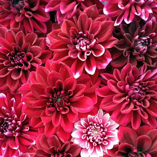 Photo #7487086