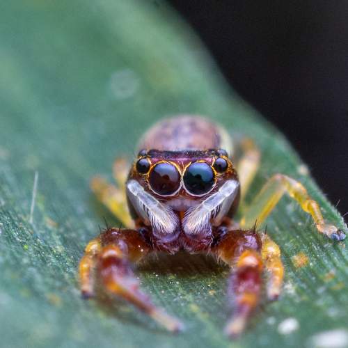 Eyes