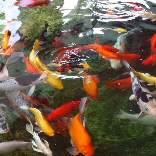 Photo #7487823
