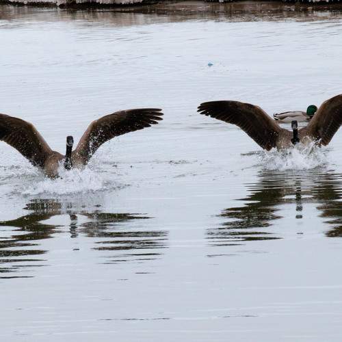 Best of Team - Canadian Goose