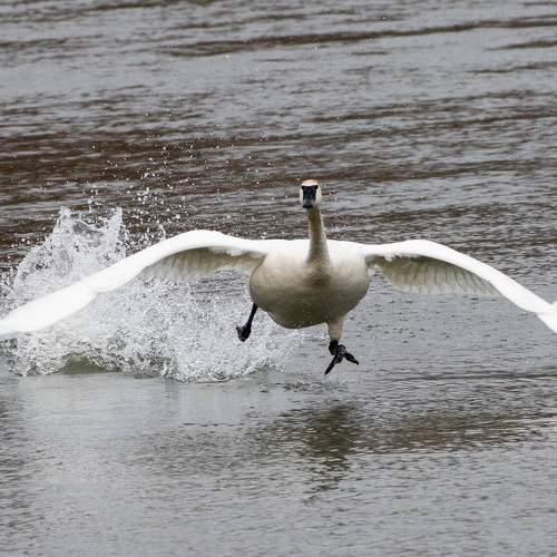 Swan -Take off